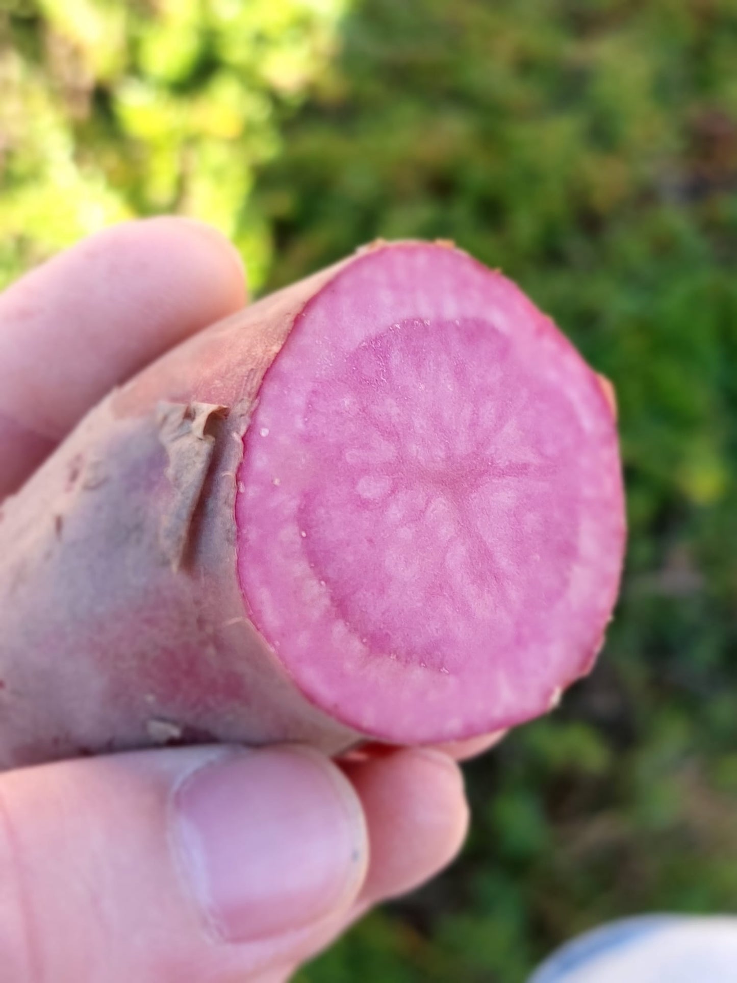 Sylter Gourmet-Kartoffeln "Rote Emmalie" - 1kg