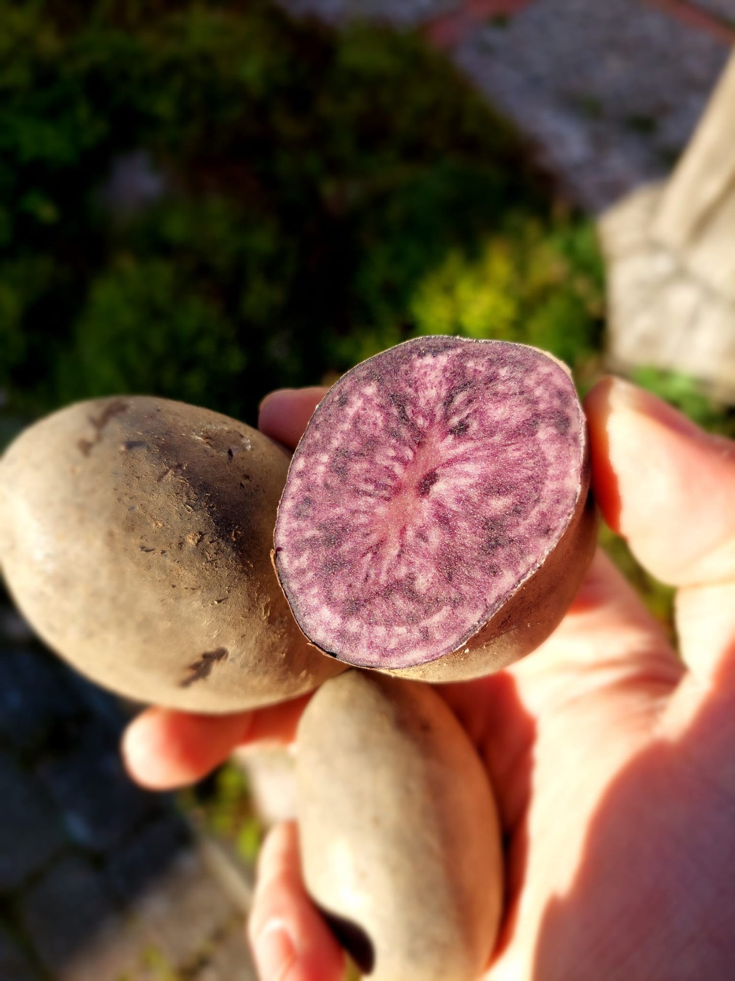 Sylter Gourmet-Kartoffeln "Violetta" - 1kg