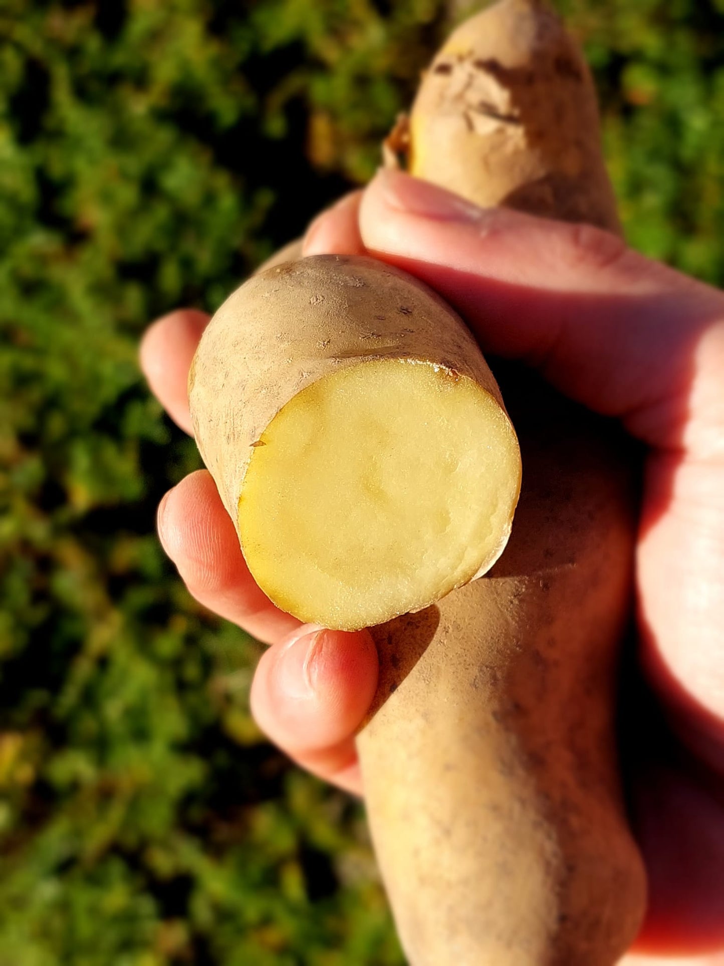 Sylter Gourmet-Kartoffeln "La Ratte" - 1kg