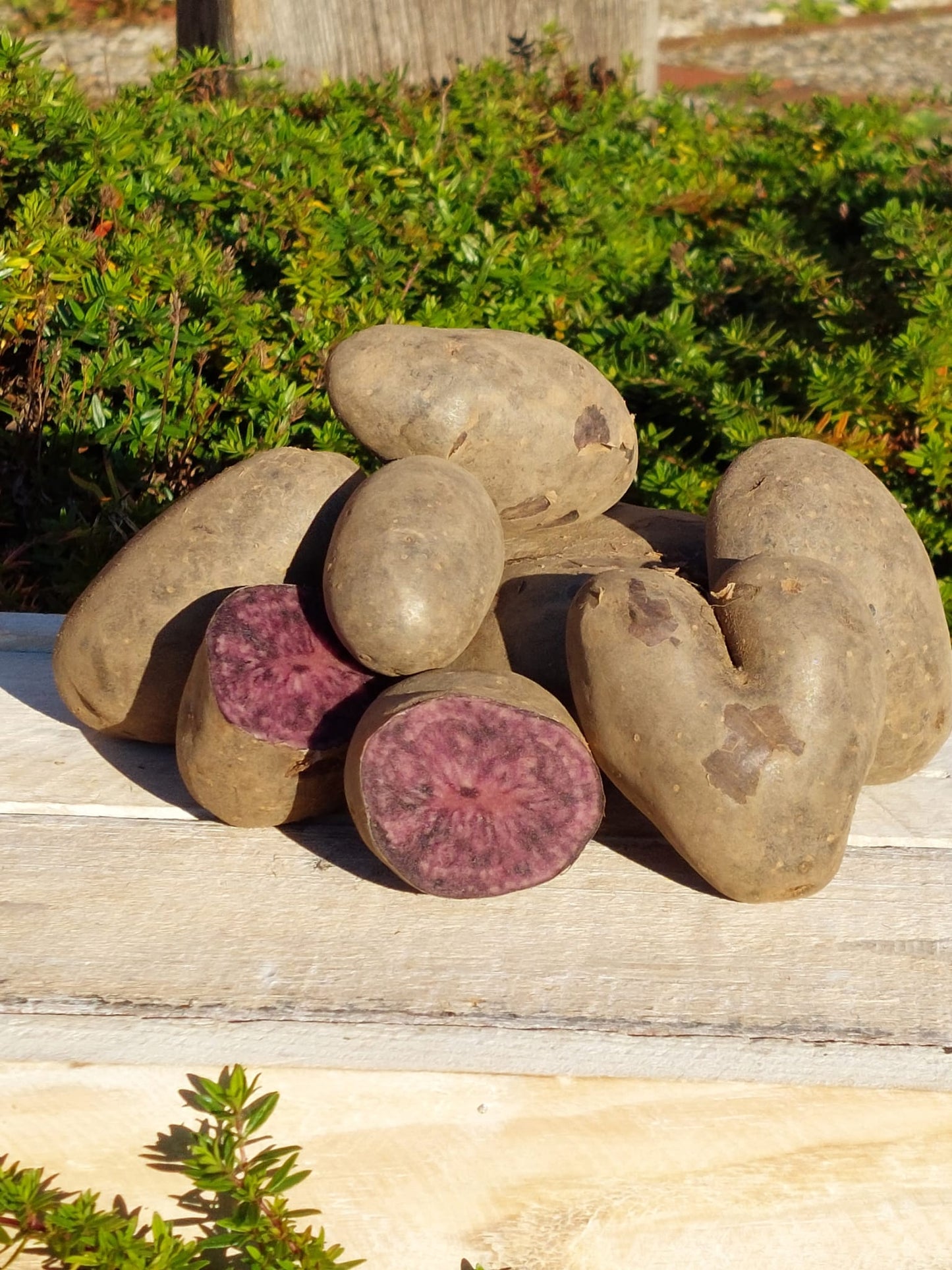 Sylter Gourmet-Kartoffeln "Violetta" - 1kg