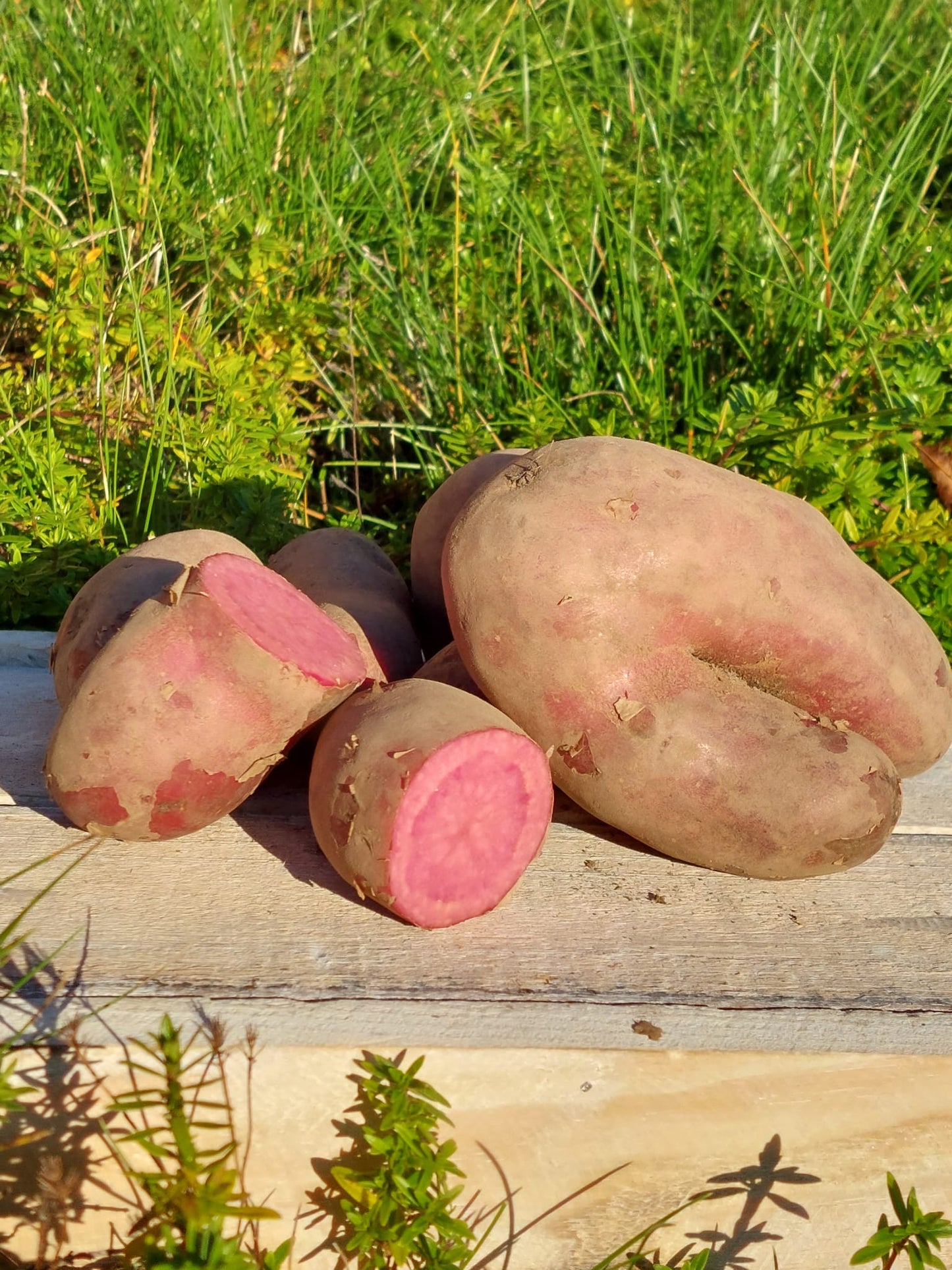 Sylter Gourmet-Kartoffeln "Rote Emmalie" - 1kg